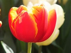 tulipsNL (109)